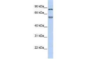 Image no. 1 for anti-Tripartite Motif Containing 50 (TRIM50) (Middle Region) antibody (ABIN2775829)