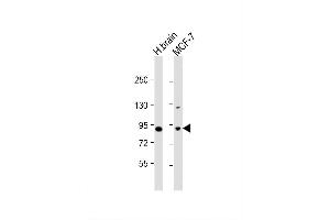 Image no. 4 for anti-Mitogen-Activated Protein Kinase 8 Interacting Protein 1 (MAPK8IP1) (AA 470-498), (C-Term) antibody (ABIN652961)