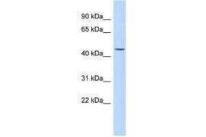 Image no. 1 for anti-Keratin 24 (KRT24) (Middle Region) antibody (ABIN2784906)
