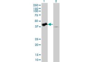 Image no. 4 for anti-Tribbles Pseudokinase 2 (TRIB2) (AA 254-343) antibody (ABIN565396)