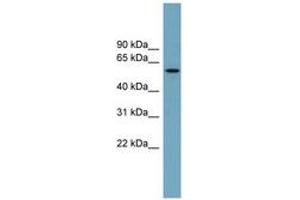 Image no. 1 for anti-Meiosis-Specific Nuclear Structural 1 (MNS1) (AA 287-336) antibody (ABIN6744148)