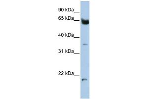 Image no. 1 for anti-Homeobox and Leucine Zipper Encoding (HOMEZ) (N-Term) antibody (ABIN2783077)