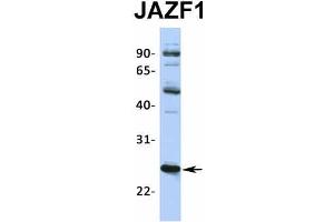 Image no. 5 for anti-JAZF Zinc Finger 1 (JAZF1) (N-Term) antibody (ABIN2775141)
