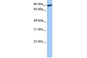 Image no. 1 for anti-WD Repeat and FYVE Domain Containing 3 (WDFY3) (C-Term) antibody (ABIN2784358)