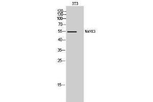 Image no. 1 for anti-WAS Protein Family, Member 3 (WASF3) (Internal Region) antibody (ABIN3187489)