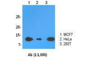 Image no. 1 for anti-LSM2 Homolog, U6 Small Nuclear RNA Associated (LSM2) (AA 1-95) antibody (ABIN2140093)