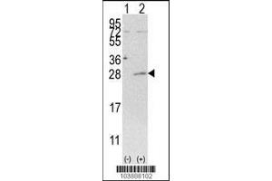 Image no. 2 for anti-Adenylate Kinase 3 (AK3) (AA 195-223), (C-Term) antibody (ABIN392736)