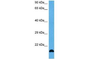 Image no. 2 for anti-Fibroblast Growth Factor 2 (Basic) (FGF2) (Middle Region) antibody (ABIN2777106)