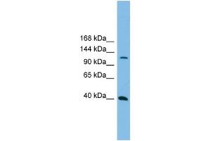 Image no. 2 for anti-Mitogen-Activated Protein Kinase Kinase Kinase 14 (MAP3K14) (N-Term) antibody (ABIN2775274)
