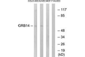 Image no. 1 for anti-Growth Factor Receptor-Bound Protein 14 (GRB14) (AA 81-130) antibody (ABIN1534948)