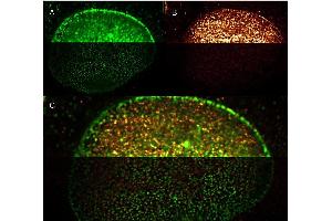 Dylight 488 Goat Anti Mouse IgG antibody-Immunofluorescence  DyLight and ATTO dye conjugated antibodies provide high signal and low background for confocal microscopy (upper images) and high resolution Stimulated Emission Depletion (STED) Microscopy (lower images).