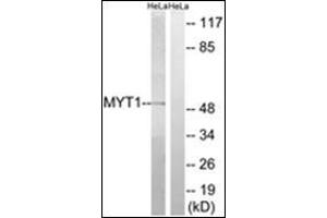 Western blot analysis of extracts from HeLa cells, using MYT1 Antibody .
