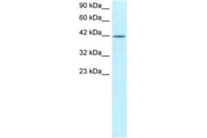 Image no. 1 for anti-Nuclear Transcription Factor Y, alpha (NFYA) antibody (ABIN2460199)
