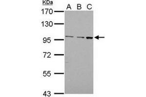 Image no. 2 for anti-Egf-Like Module Containing, Mucin-Like, Hormone Receptor-Like 1 (EMR1) (AA 626-886) antibody (ABIN784004)