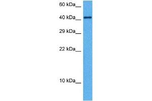 Image no. 9 for anti-Transforming Growth Factor, beta 1 (TGFB1) (Middle Region) antibody (ABIN2780306)