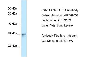 Image no. 1 for anti-HAUS Augmin-Like Complex, Subunit 1 (HAUS1) (C-Term) antibody (ABIN2789196)