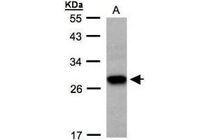 Image no. 2 for anti-Tetraspanin 1 (TSPAN1) (C-Term) antibody (ABIN2856629)