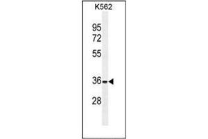 Image no. 2 for anti-Forkhead Box I3 (FOXI3) (AA 164-194), (Middle Region) antibody (ABIN952371)