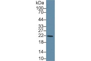 Image no. 2 for anti-Glutathione S-Transferase kappa 1 (GSTK1) (AA 7-222) antibody (ABIN1859089)