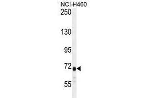 Image no. 1 for anti-Ataxin 7-Like 2 (ATXN7L2) (AA 562-593), (C-Term) antibody (ABIN950578)
