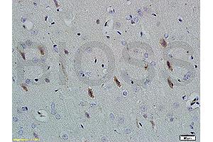 Image no. 1 for anti-Neuroligin 1 (NLGN1) (AA 701-800) antibody (ABIN705311)