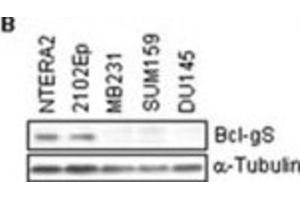 BCL2L14 antibody  (BH3 Domain)