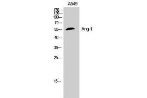 Image no. 1 for anti-Angiopoietin 1 (ANGPT1) (N-Term) antibody (ABIN3181025)
