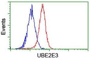 Image no. 4 for anti-Ubiquitin-Conjugating Enzyme E2E 3 (UBE2E3) antibody (ABIN1501615)