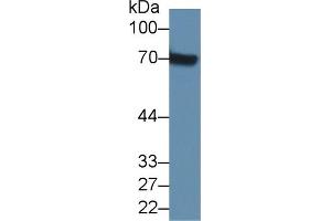 Image no. 3 for anti-Alpha2 Antiplasmin (SERPINF2) (AA 348-491) antibody (ABIN1172477)