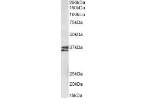 Image no. 2 for anti-Musashi Homolog 2 (MSI2) (N-Term) antibody (ABIN2613452)