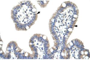 Image no. 4 for anti-NF-kappa-B inhibitor beta (NFKBIB) (C-Term) antibody (ABIN2775837)