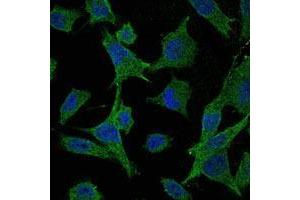 Image no. 3 for anti-Mitogen-Activated Protein Kinase Kinase 6 (MAP2K6) antibody (ABIN969269)