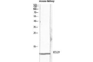 Image no. 1 for anti-Chemokine (C-C Motif) Ligand 27 (CCL27) antibody (ABIN3181745)
