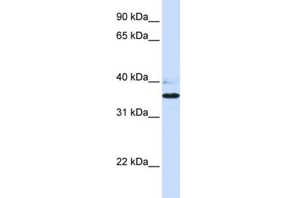 B3GALT1 抗体  (N-Term)