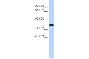 Image no. 1 for anti-Actin-Related Protein T1 (ACTRT1) antibody (ABIN2459543)