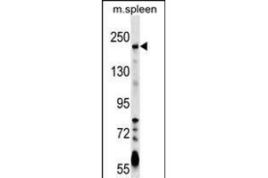 NEO1 Antibody (Center) (ABIN1538561 and ABIN2849343) western blot analysis in mouse spleen tissue lysates (35 μg/lane).