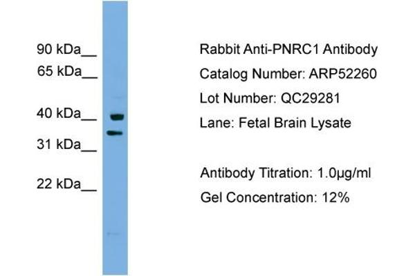 PNRC1 Antikörper  (Middle Region)
