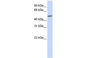 Image no. 1 for anti-Homeobox even-skipped homolog protein 2 (EVX2) (Middle Region) antibody (ABIN2778616)