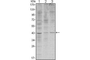 Image no. 1 for anti-WNT Inhibitory Factor 1 (WIF1) antibody (ABIN1109510)