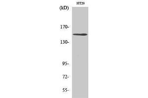 Image no. 1 for anti-Ubiquitin Specific Peptidase 42 (USP42) (Internal Region) antibody (ABIN3187435)
