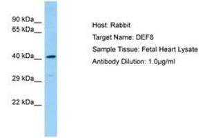 DEF8 Antikörper  (AA 66-115)
