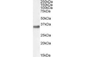 Image no. 3 for anti-Engrailed Homeobox 2 (EN2) (C-Term) antibody (ABIN185576)