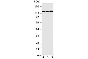 Image no. 4 for anti-Cadherin 5 (CDH5) (AA 766-784) antibody (ABIN3028523)