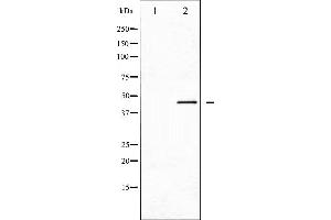 Image no. 4 for anti-Cell Division Cycle 37 Homolog (S. Cerevisiae) (CDC37) (pSer13) antibody (ABIN6256126)