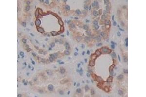 Image no. 2 for anti-Flavin Containing Monooxygenase 1 (FMO1) (AA 2-271) antibody (ABIN1868006)