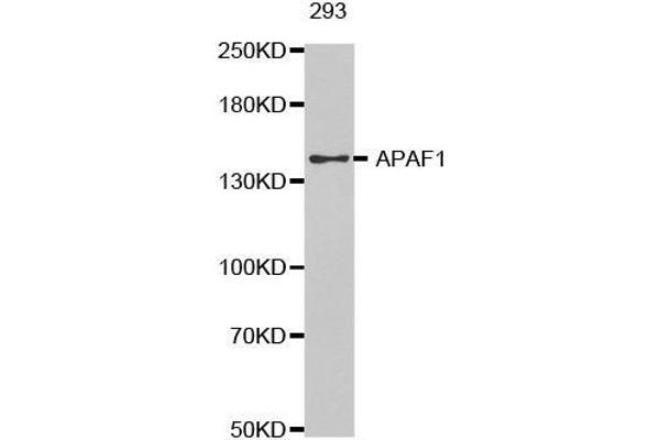 APAF1 antibody  (AA 1-250)