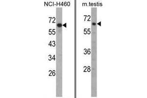 Image no. 1 for anti-Fascin 3 (FSCN3) (N-Term) antibody (ABIN452991)