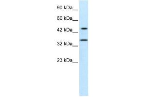 Image no. 1 for anti-Paraneoplastic Antigen MA1 (PNMA1) (Middle Region) antibody (ABIN630630)
