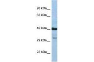 Image no. 1 for anti-Prostaglandin D2 Receptor (PTGDR) (AA 238-287) antibody (ABIN6747485)
