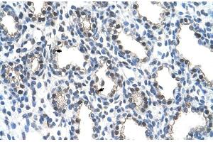 Image no. 2 for anti-THO Complex 4 (THOC4) (N-Term) antibody (ABIN2774915)